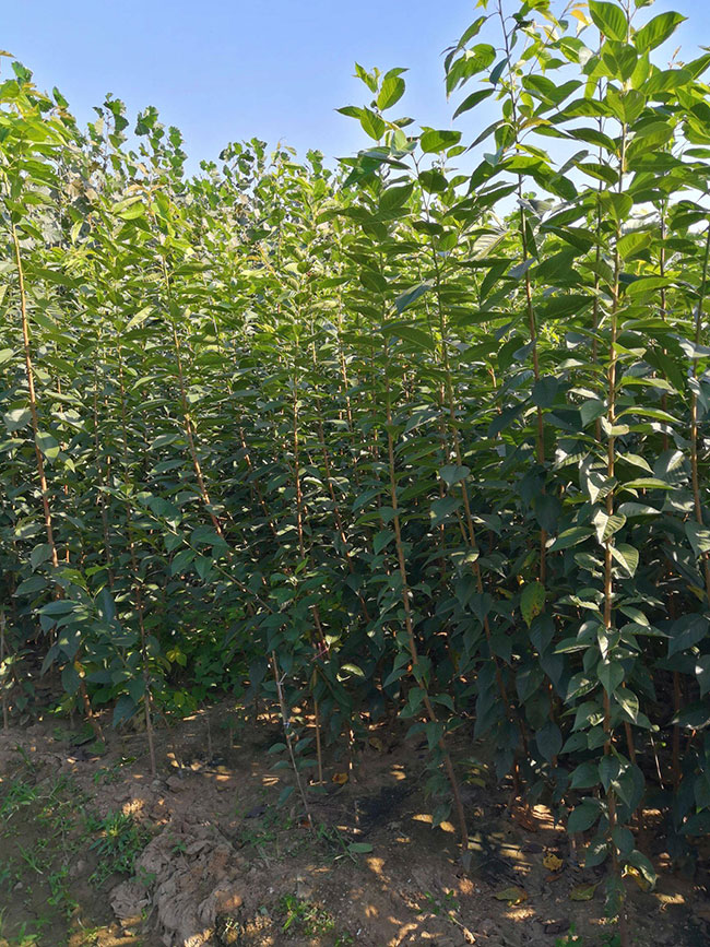 樱花树多少钱一棵?2020年樱花树价格最新价格