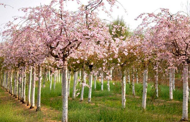 樱花树多少钱一棵?2020年樱花树价格最新价格