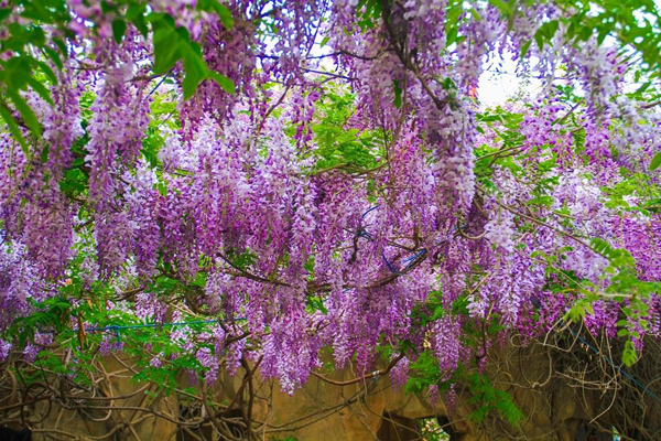 紫藤花