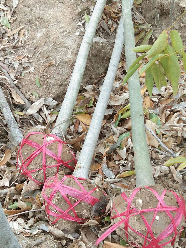 无患子树苗
