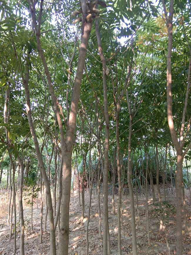 无患子树苗