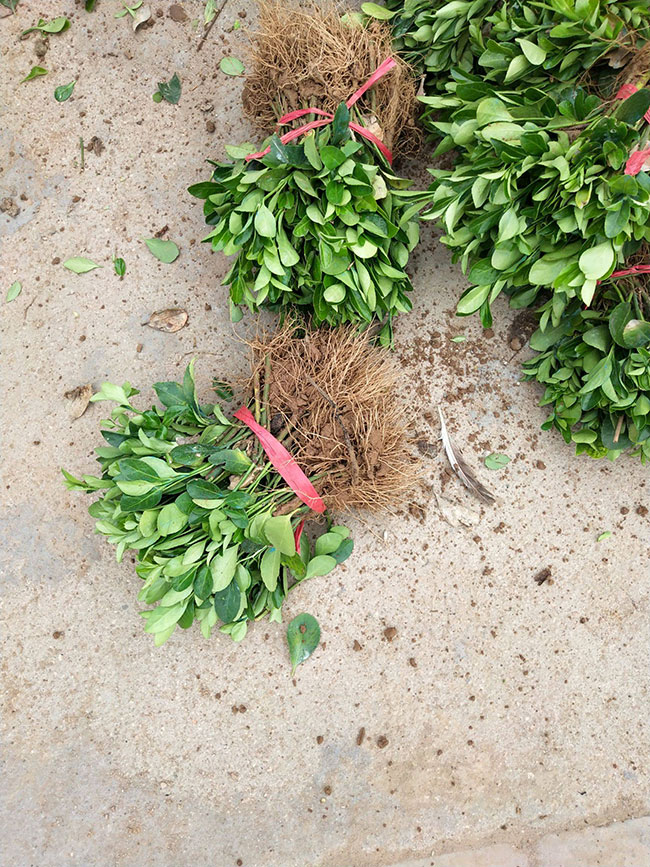 冬青苗价格多少钱一棵?冬青树的育苗方法