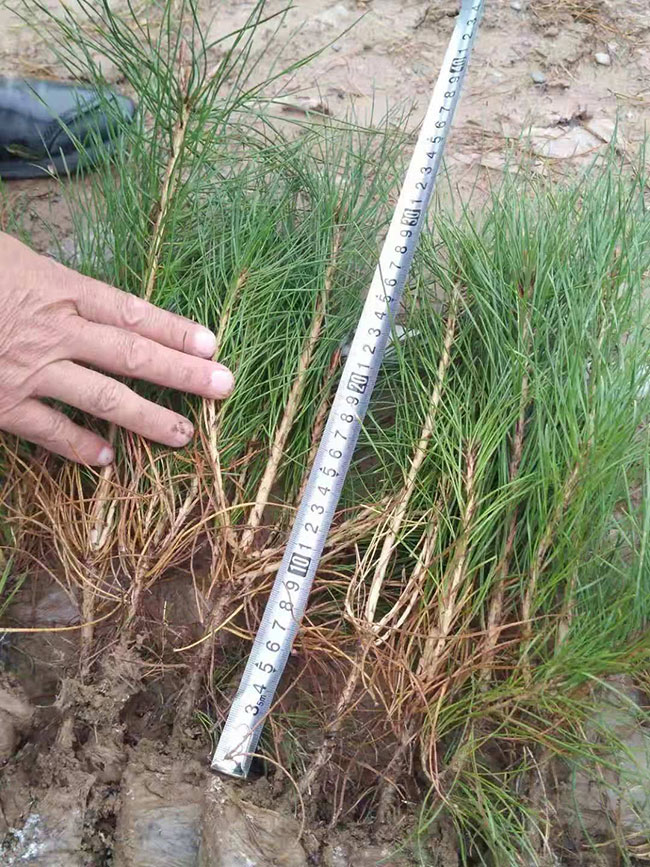 油松多少钱一棵?2020年油松价格最新行情预测