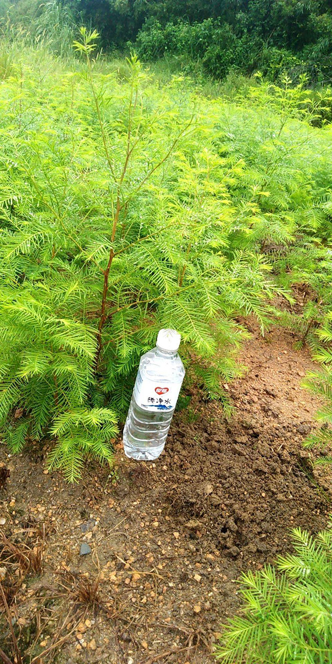 杉木苗怎么播种?杉木苗种植技术
