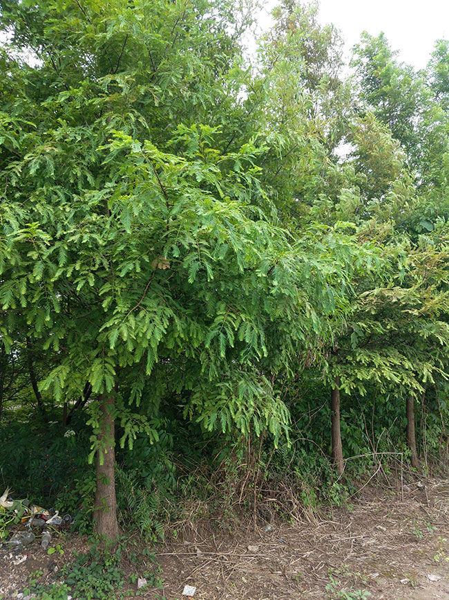 杉木苗怎么播种?杉木苗种植技术