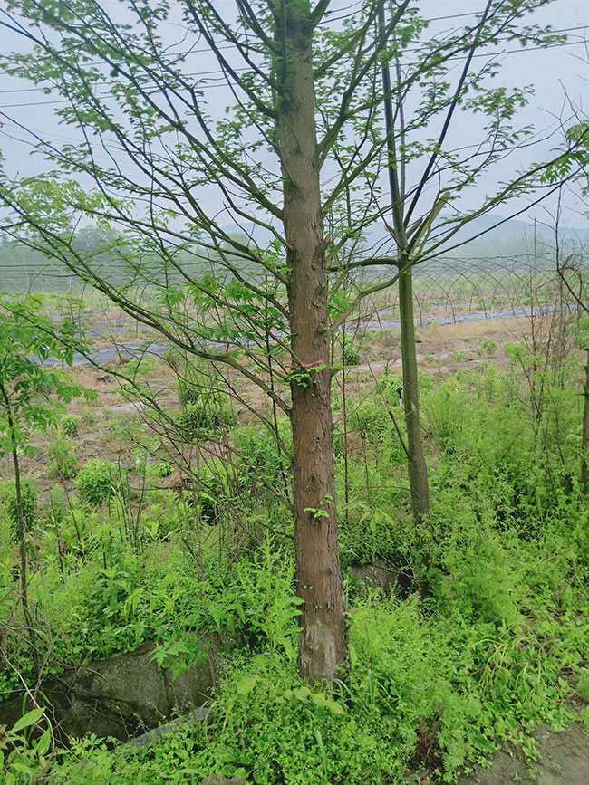 杉木苗怎么播种?杉木苗种植技术