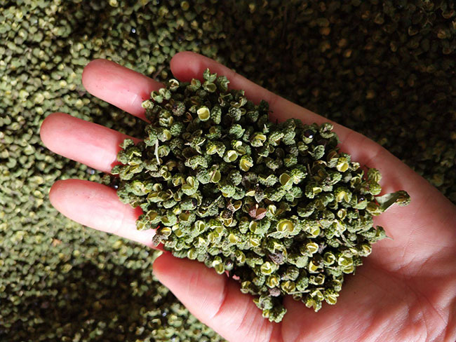 花椒苗什么时候播种?花椒苗的种植方法