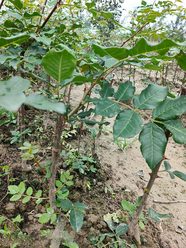 花椒苗什么时候播种?花椒苗的种植方法