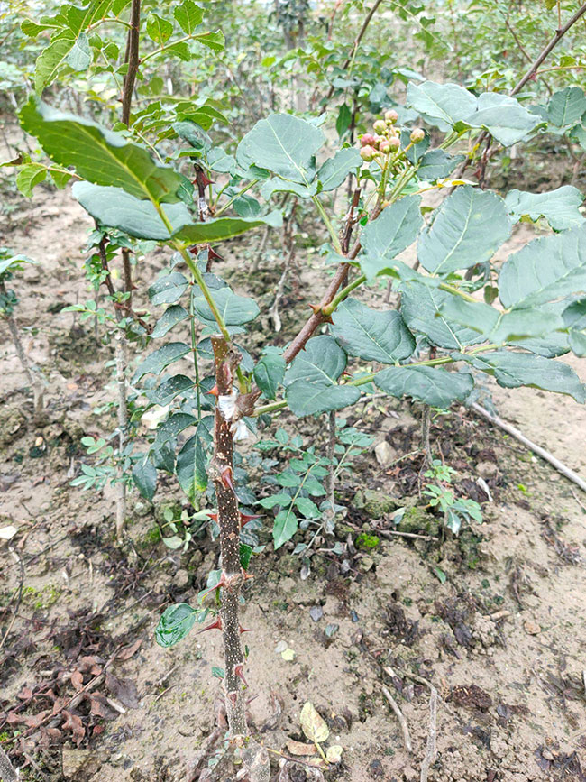 花椒苗什么时候播种?花椒苗的种植方法
