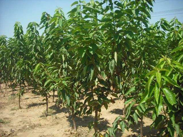 矮化樱桃苗多少钱一棵？矮化樱桃苗种植方法
