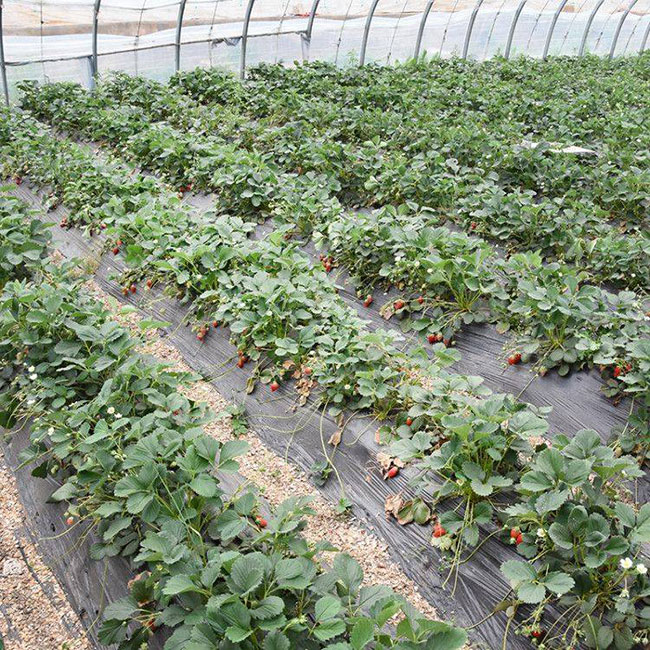 草莓营养杯苗多少钱一棵?2020年草莓营养杯苗价格最新价格