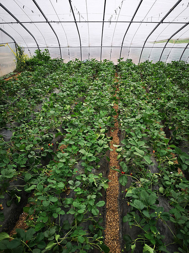 草莓营养杯苗多少钱一棵?2020年草莓营养杯苗价格最新价格