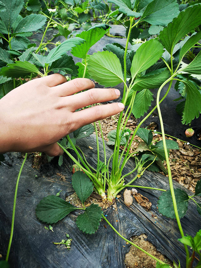 草莓营养杯苗多少钱一棵?2020年草莓营养杯苗价格最新价格