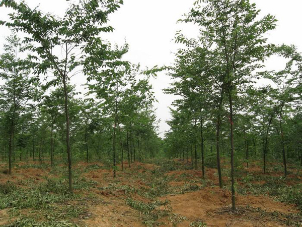 红榉树多少钱一棵？2020年红榉树价格最新价格