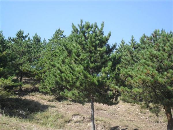 油松