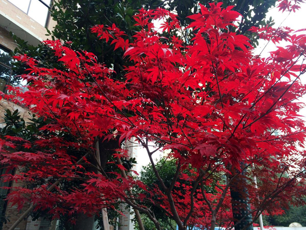 红枫