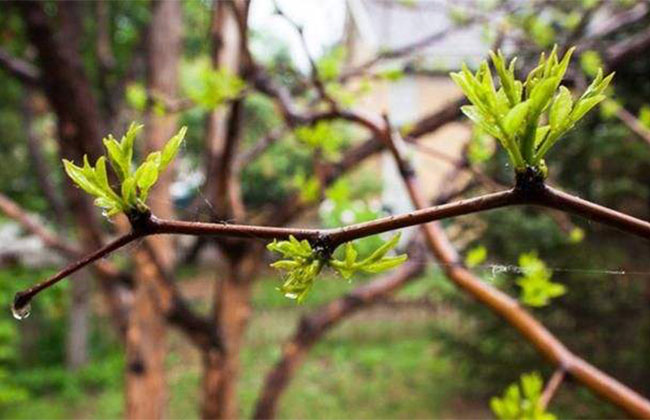 什么时候种枣树苗?枣树苗种植技术方法
