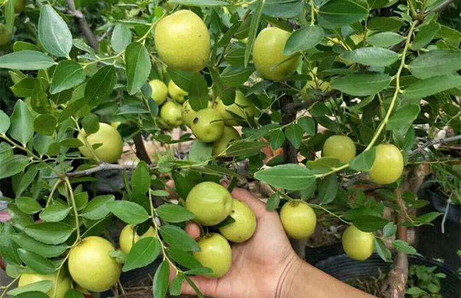 什么时候种枣树苗?枣树苗种植技术方法