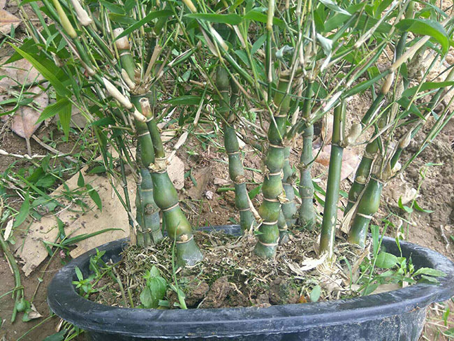 罗汉竹多少钱一棵?2020年罗汉竹价格最新行情预测