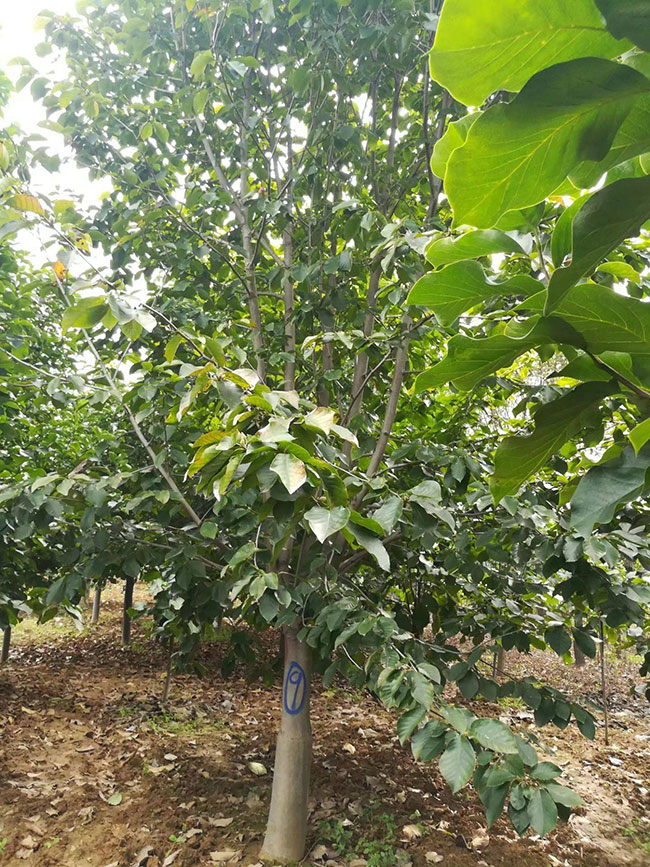 玉兰花多少钱一棵?年玉兰花价格最新行情预测