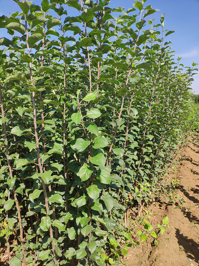 苹果苗怎么栽培?苹果苗种植技术