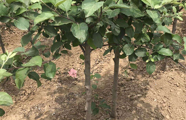 苹果苗怎么栽培?苹果苗种植技术