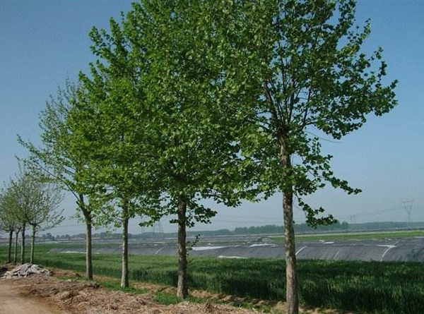 毛白杨多少钱一棵？2020年毛白杨价格最新行情预测