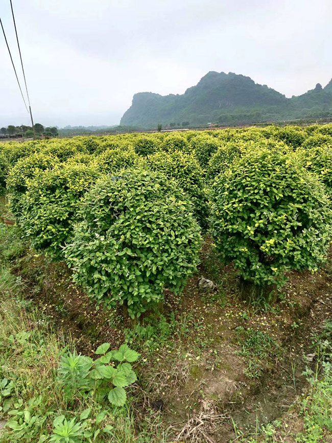 金叶女贞虫害有哪些?女贞病虫害图片及治疗药物