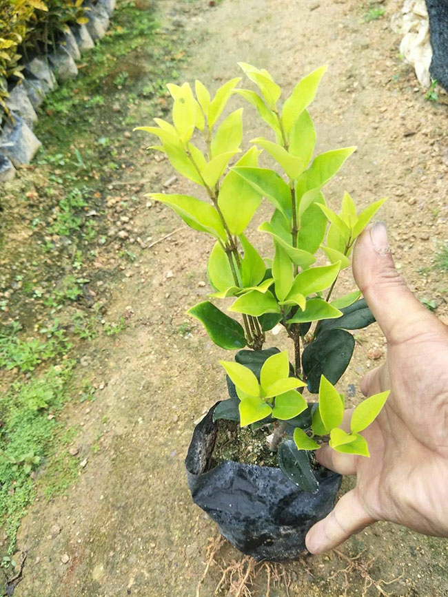 金叶女贞虫害有哪些?女贞病虫害图片及治疗药物
