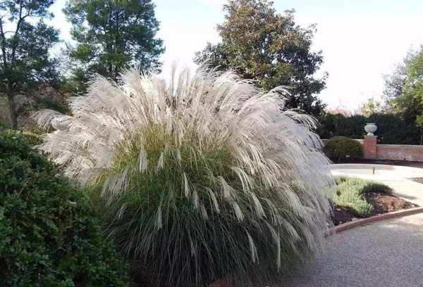 芒草