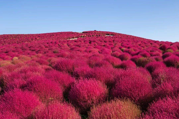 红地肤