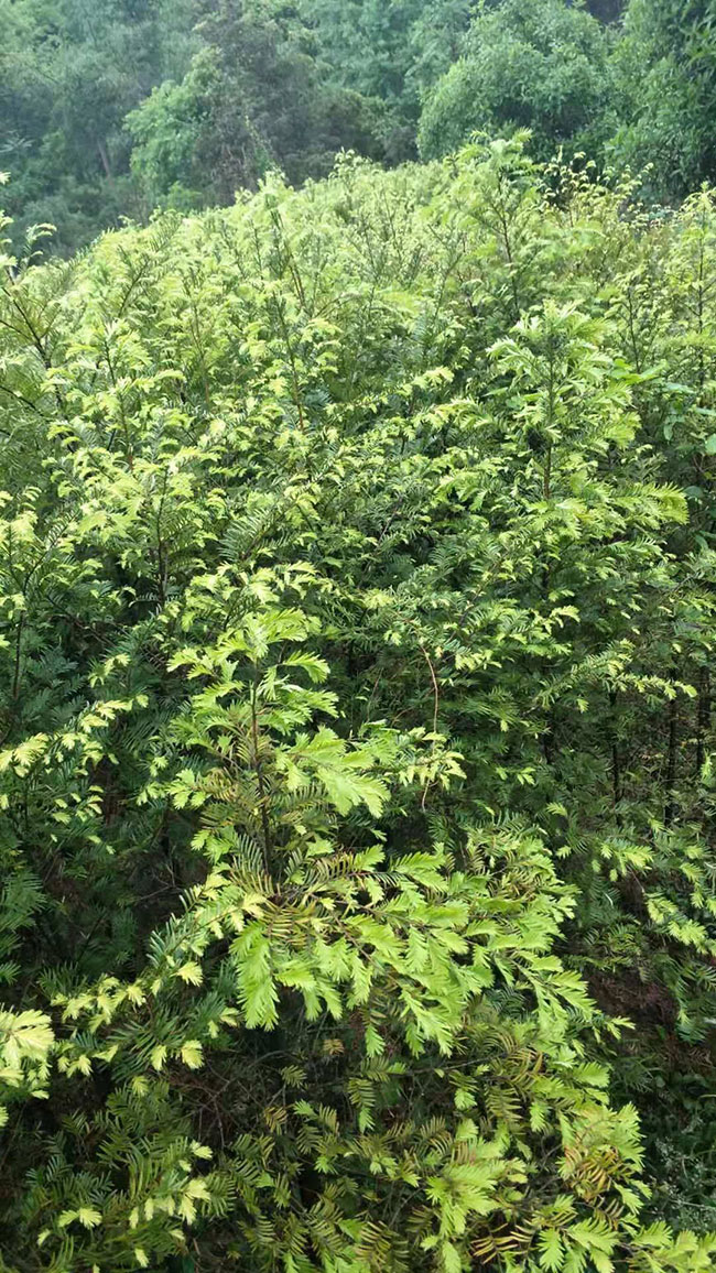 红豆杉的养护及注意事项