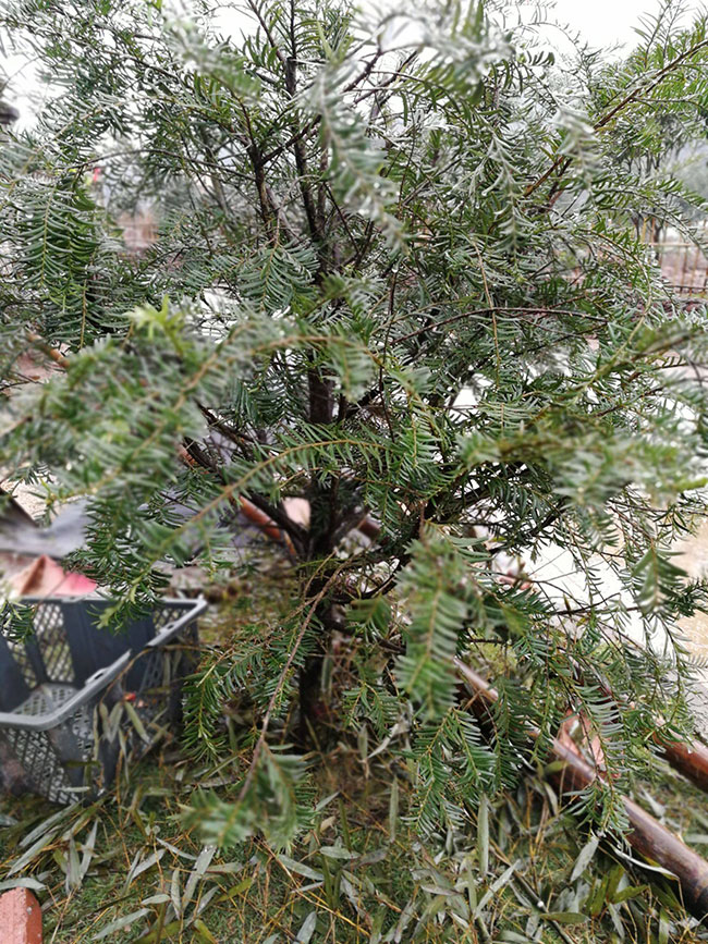 红豆杉