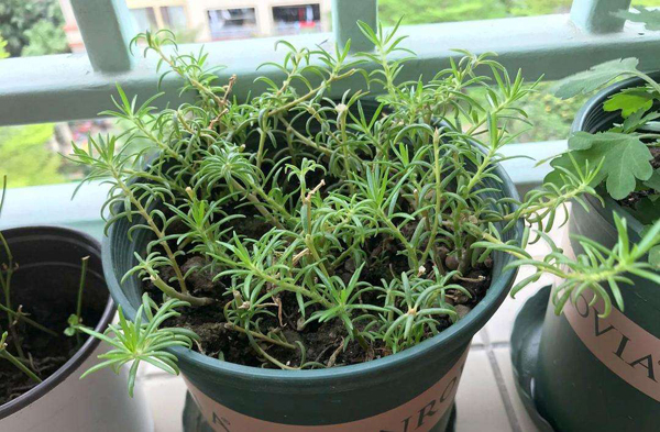 大夏天这4种花扦插照样活