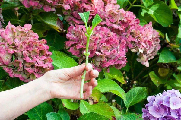 绣球花扦插