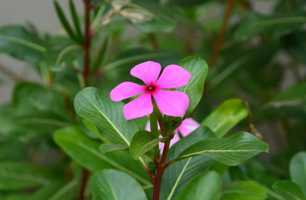 长春花