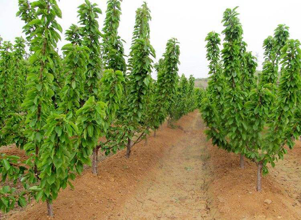 樱桃几月种植？樱桃树苗的种植方法