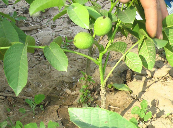 核桃几月种植？核桃种子种植时间和方法