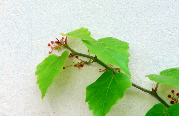 爬山虎苗