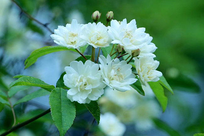 木香花