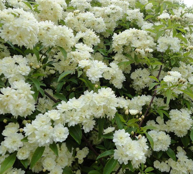木香花