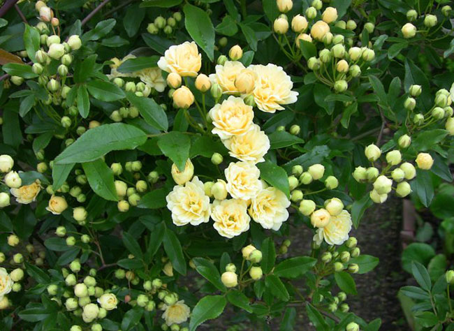 木香花