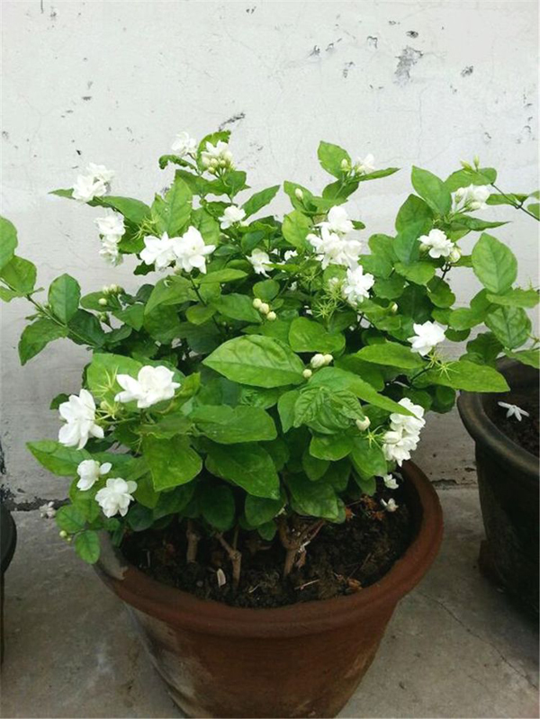茉莉花盆栽