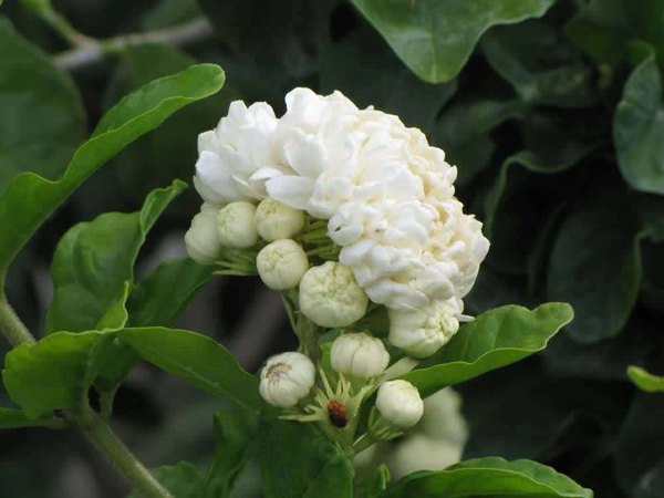 茉莉花