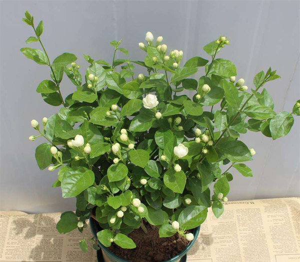 盆栽茉莉花