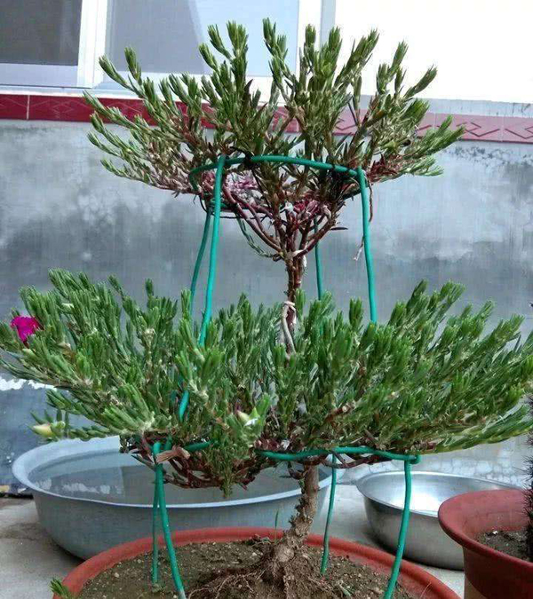 太阳花老桩