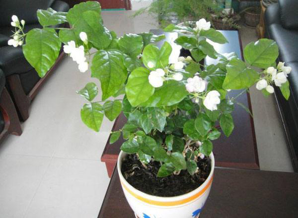 茉莉花