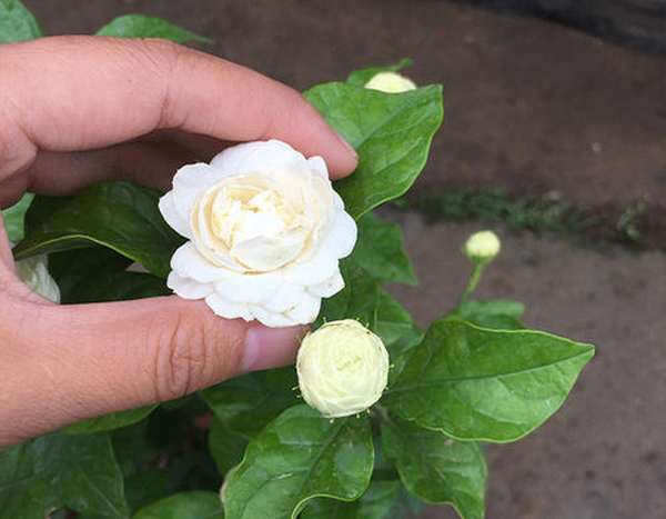 茉莉花