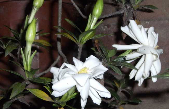 栀子花的花语是什么?栀子花的寓意和象征