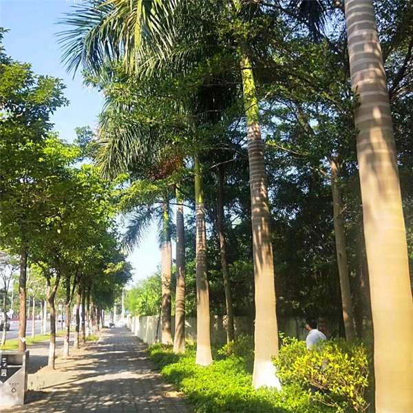 大王椰子怎么养殖？大王椰子的养殖方法